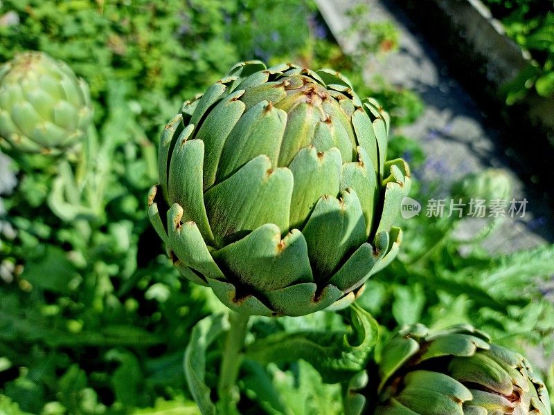 Artischocke （Cynara cardunculus）